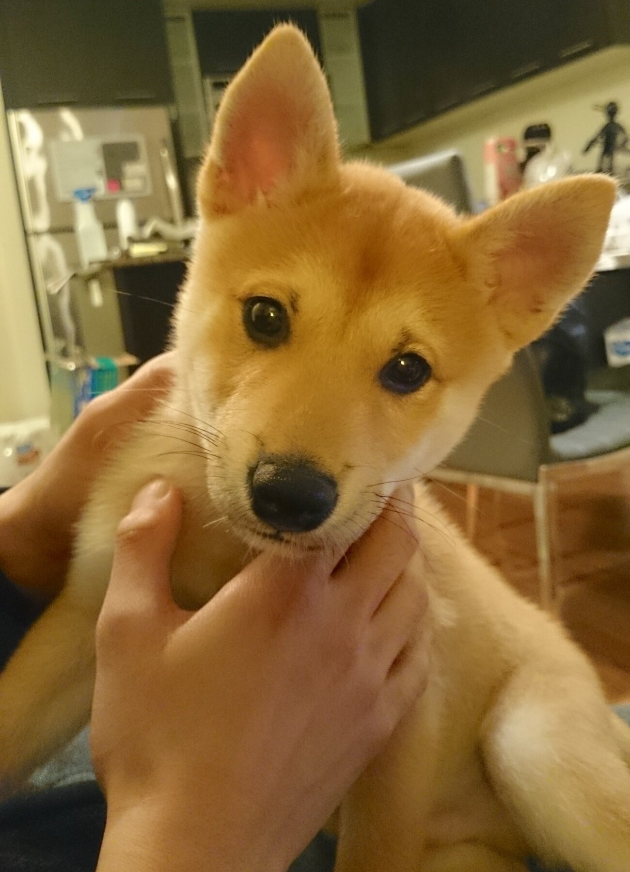 柴犬ライフ,Ryucrew,カナダ,YouTube