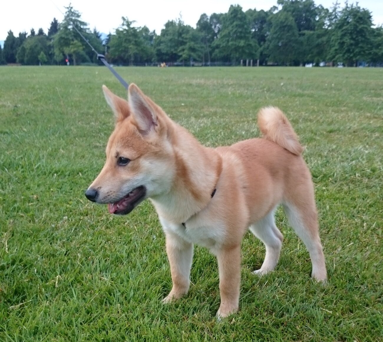 柴犬ライフ,Ryucrew,カナダ,YouTube