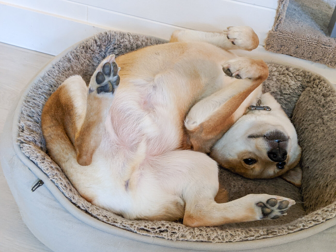 柴犬ライフ,Ryucrew,カナダ,YouTube