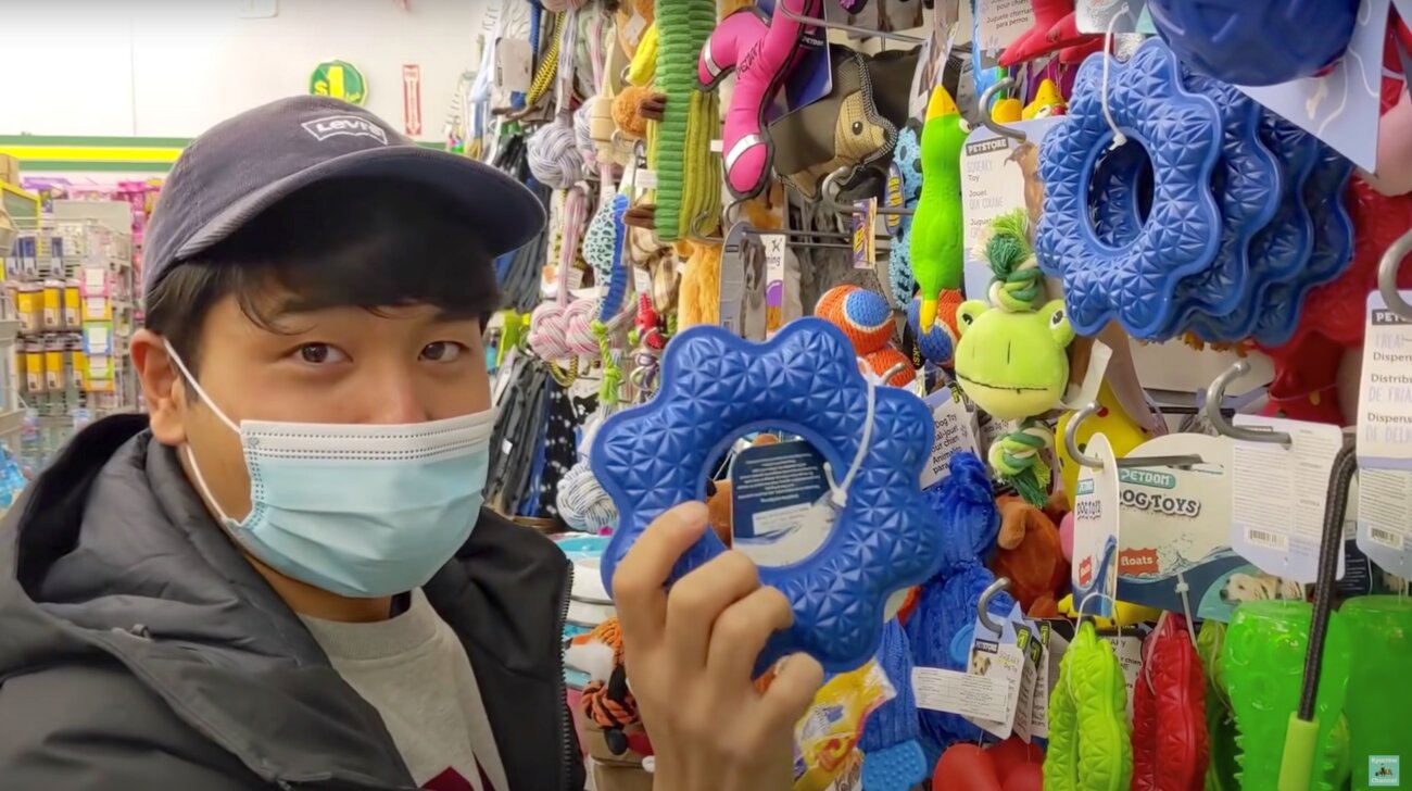 柴犬ライフ,Ryucrew,カナダ,YouTube