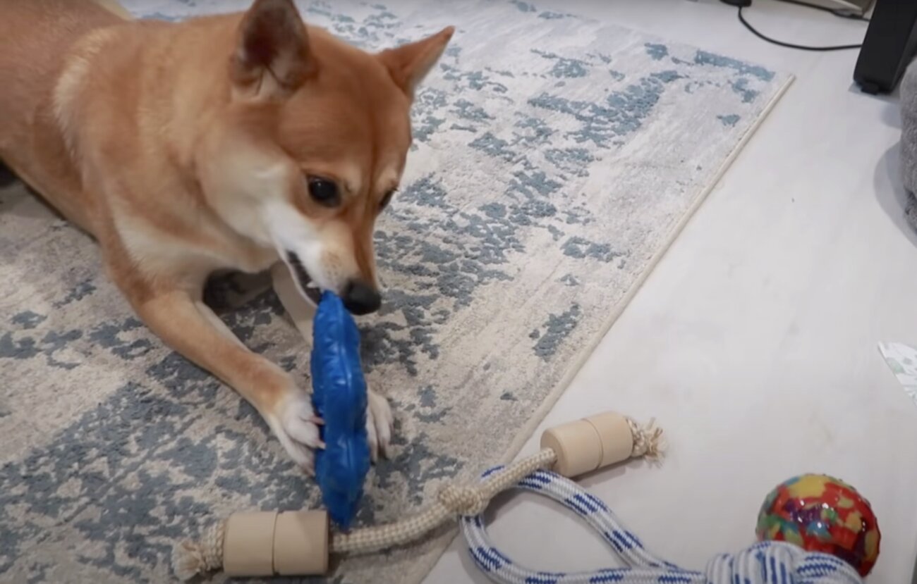 柴犬ライフ,Ryucrew,カナダ,YouTube