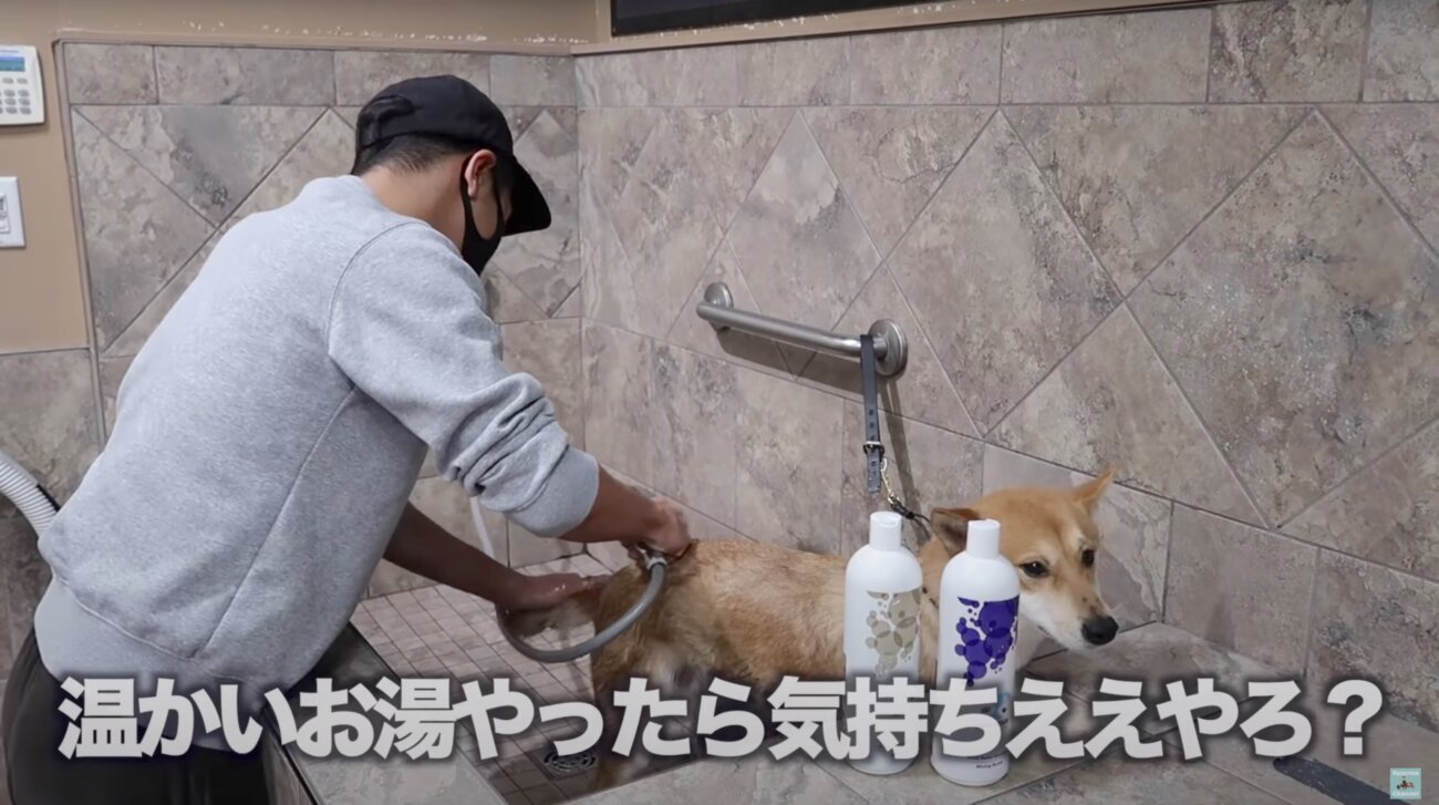 柴犬ライフ,Ryucrew,カナダ,YouTube