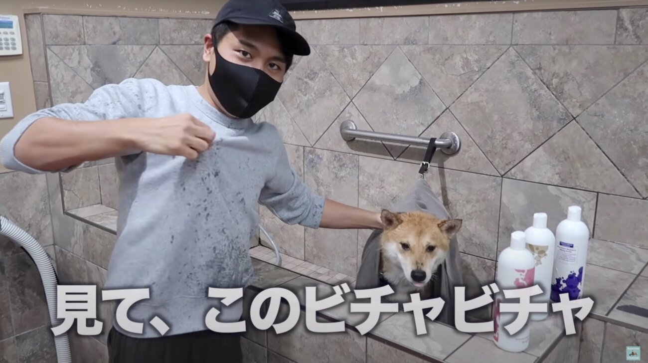 柴犬ライフ,Ryucrew,カナダ,YouTube