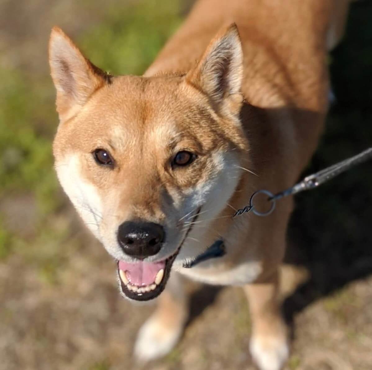 柴犬ライフ,Ryucrew,カナダ,YouTube