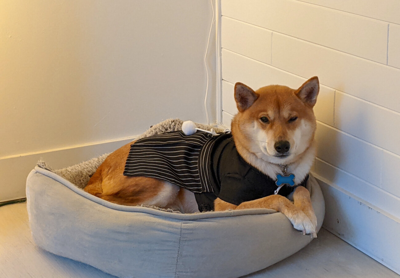 柴犬ライフ,Ryucrew,カナダ,YouTube