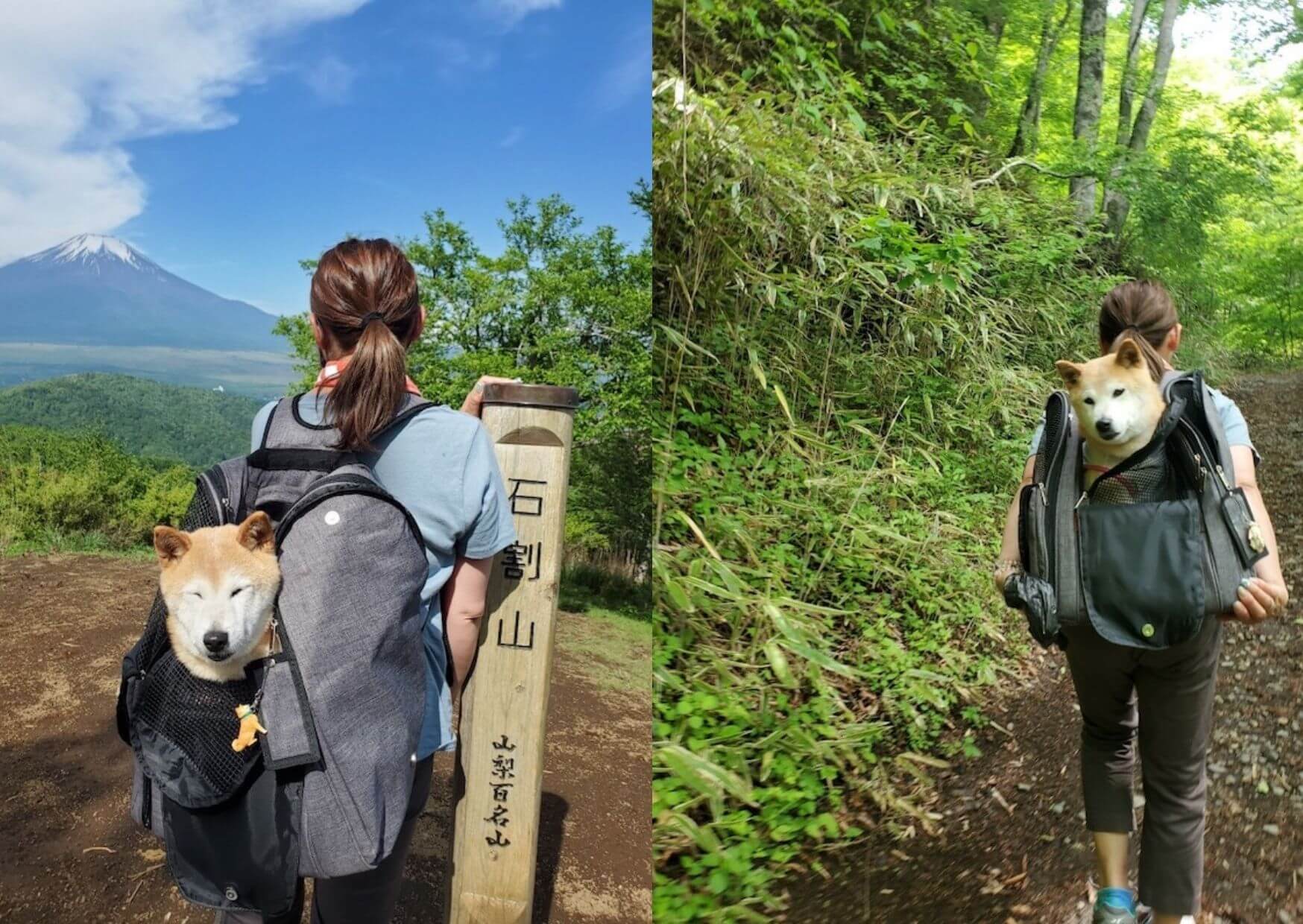 登山する柴犬