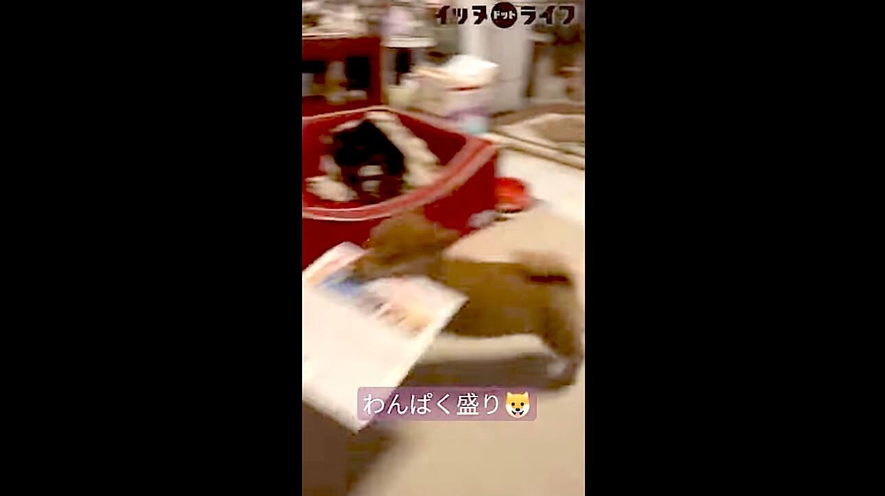 柴犬,動画,イッヌドットライフ