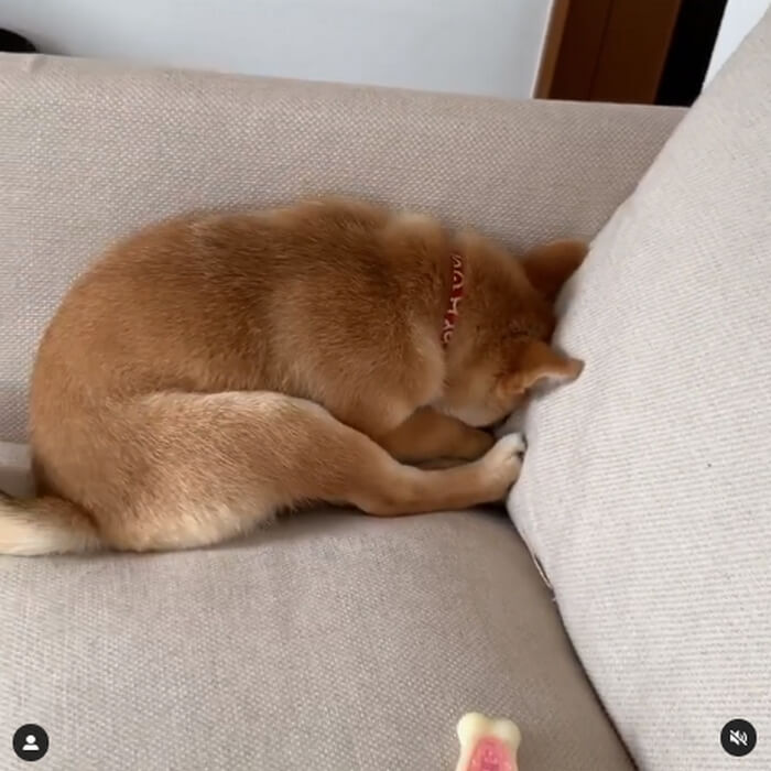 柴犬,Instagram