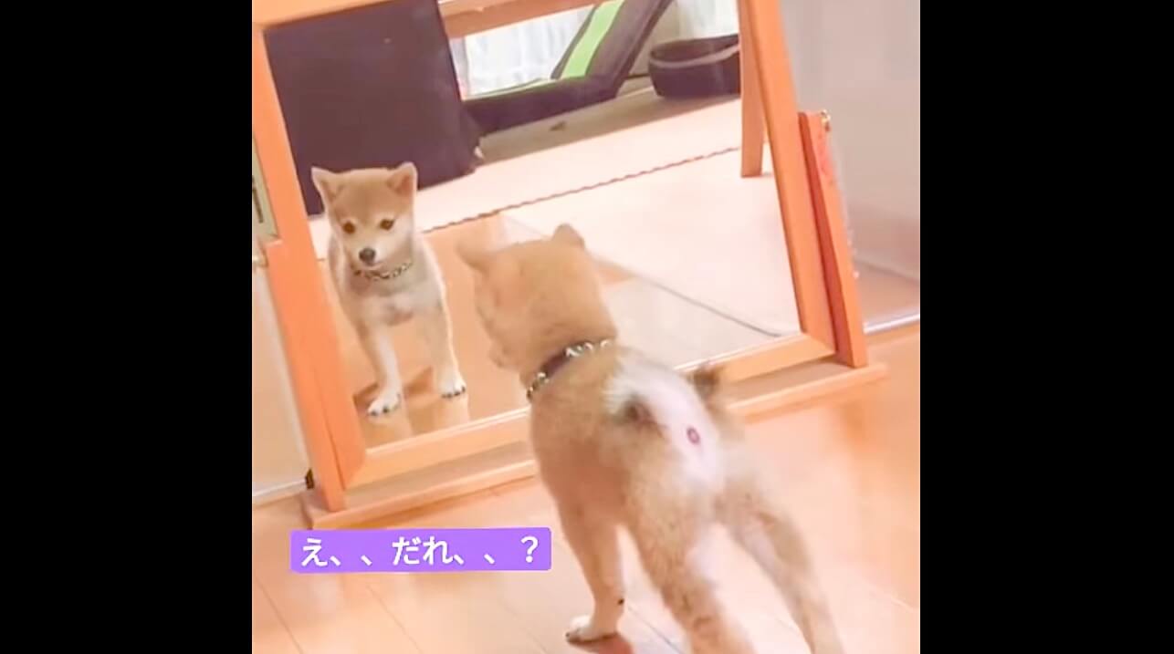 柴犬,動画,イッヌドットライフ