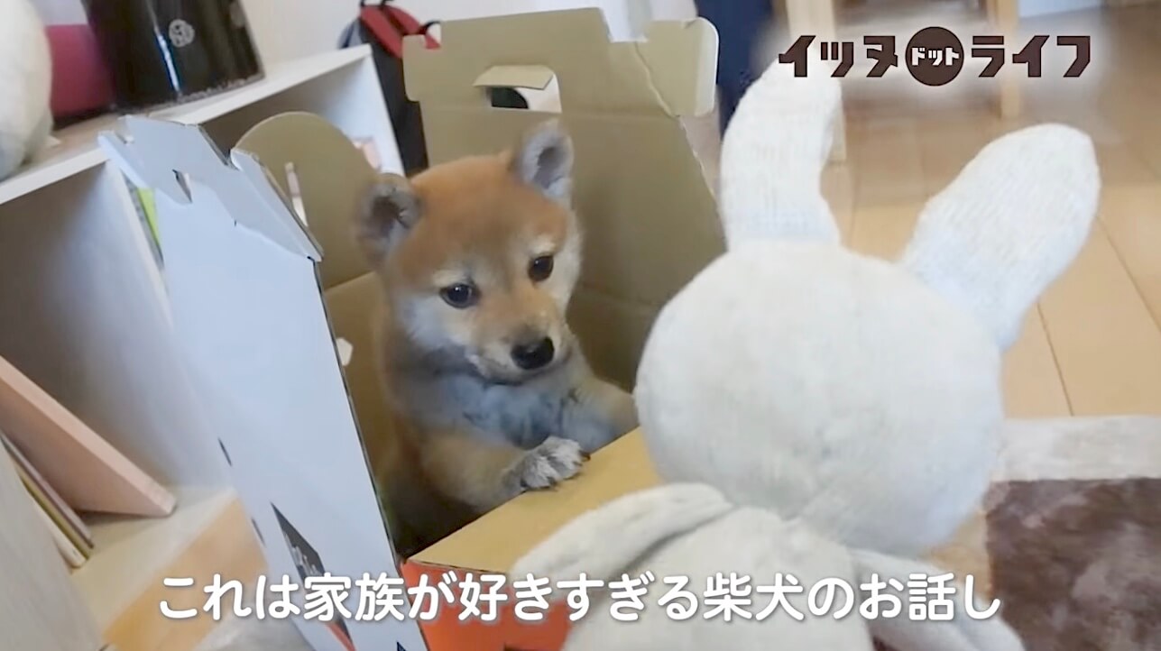 柴犬,動画,イッヌドットライフ