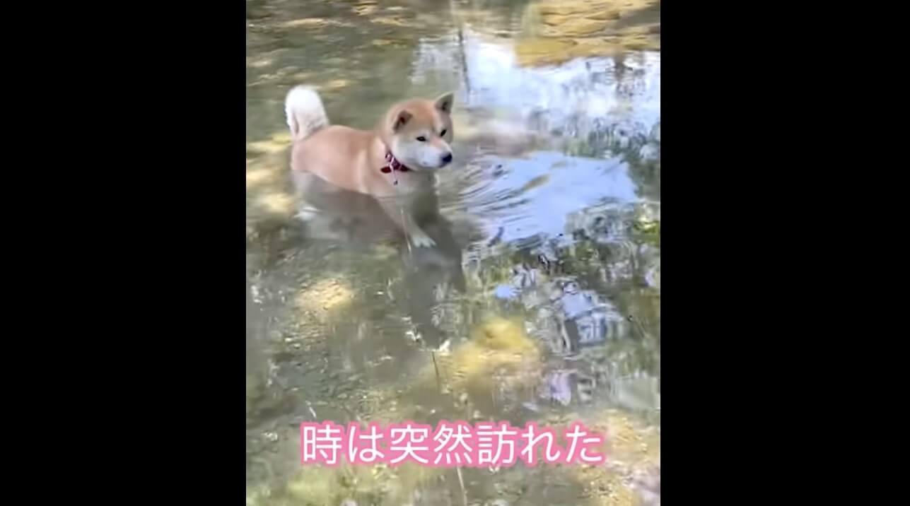 柴犬,YouTube