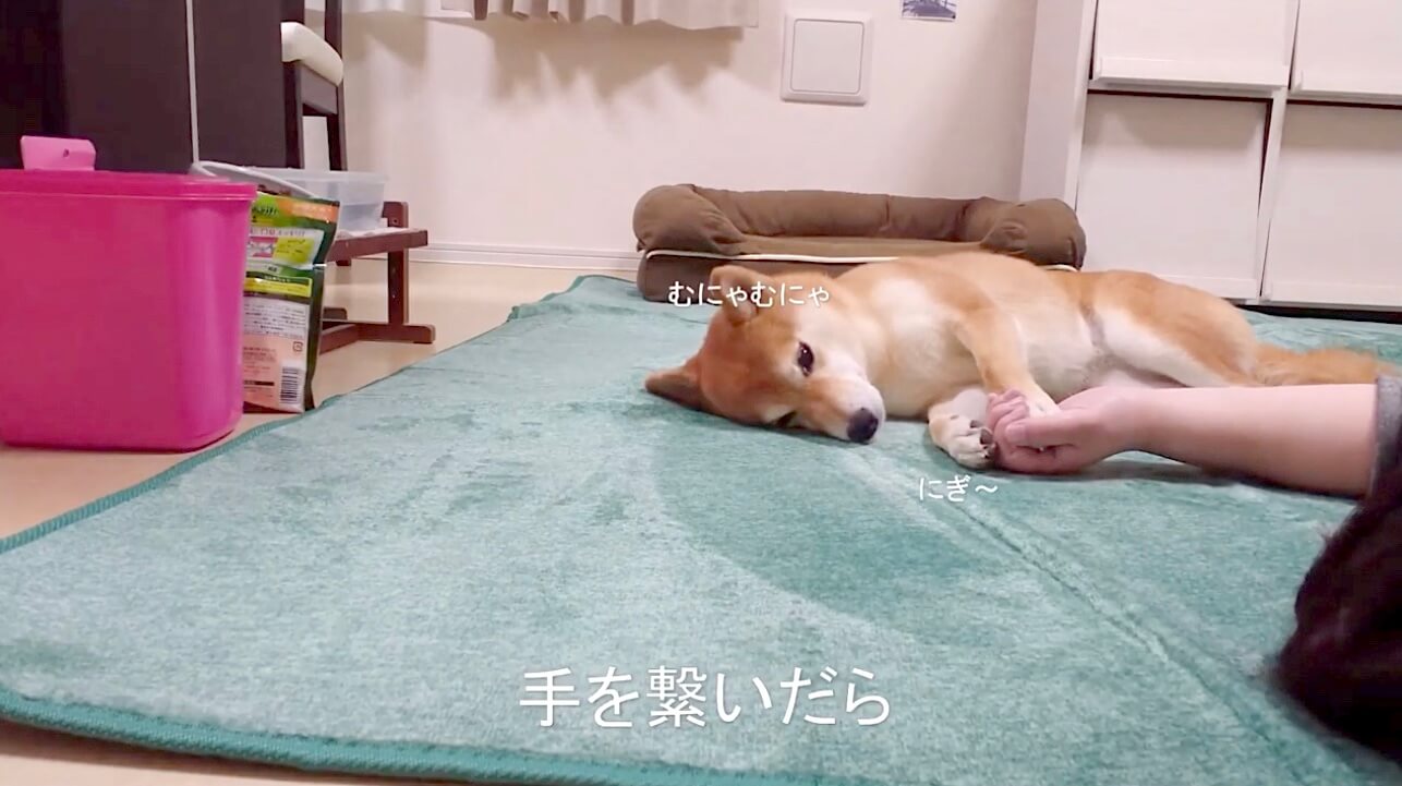 柴犬,YouTube
