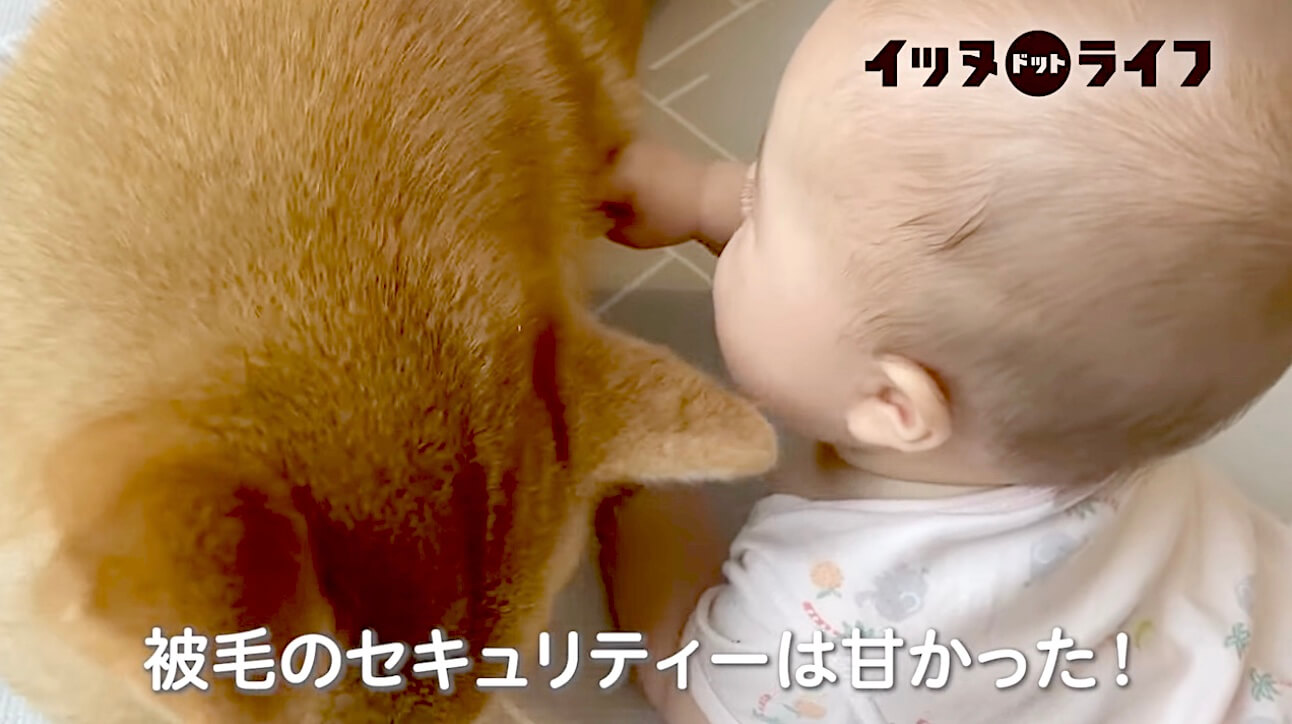 柴犬,動画,イッヌドットライフ