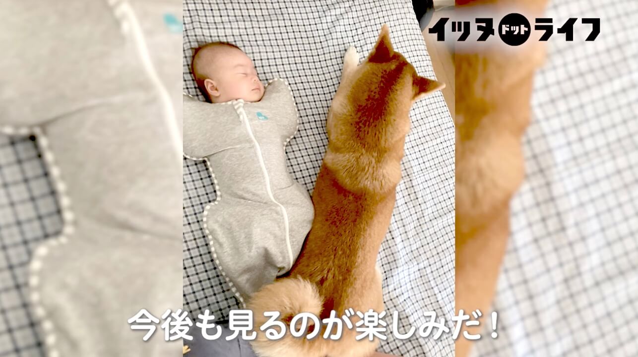 柴犬,動画,イッヌドットライフ