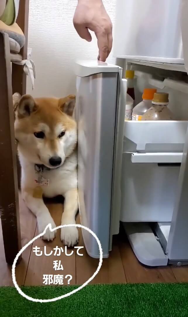柴犬,Instagram