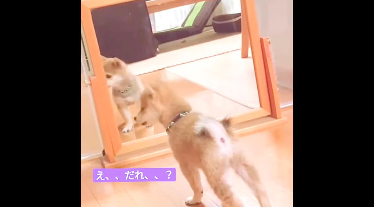 柴犬,動画,イッヌドットライフ