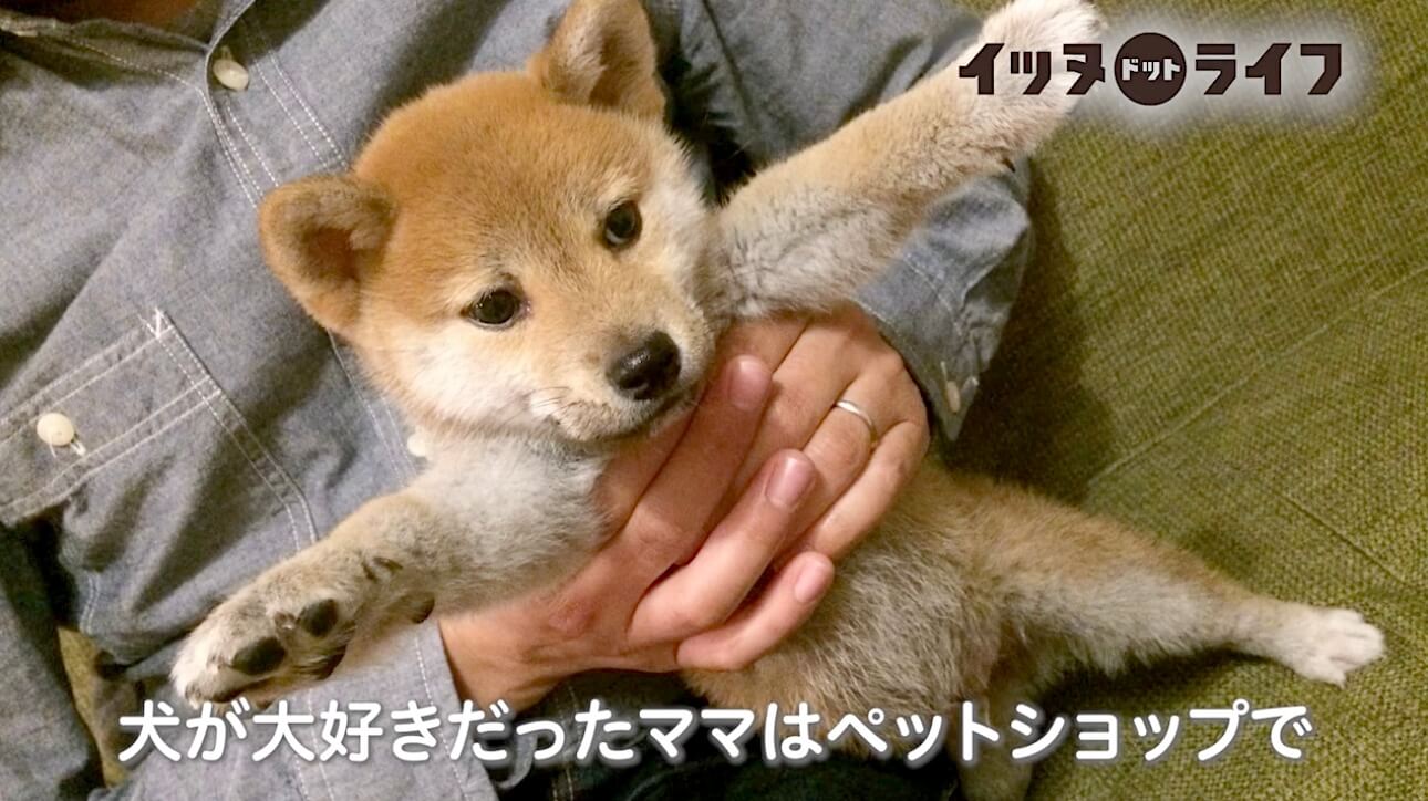 柴犬,動画,イッヌドットライフ