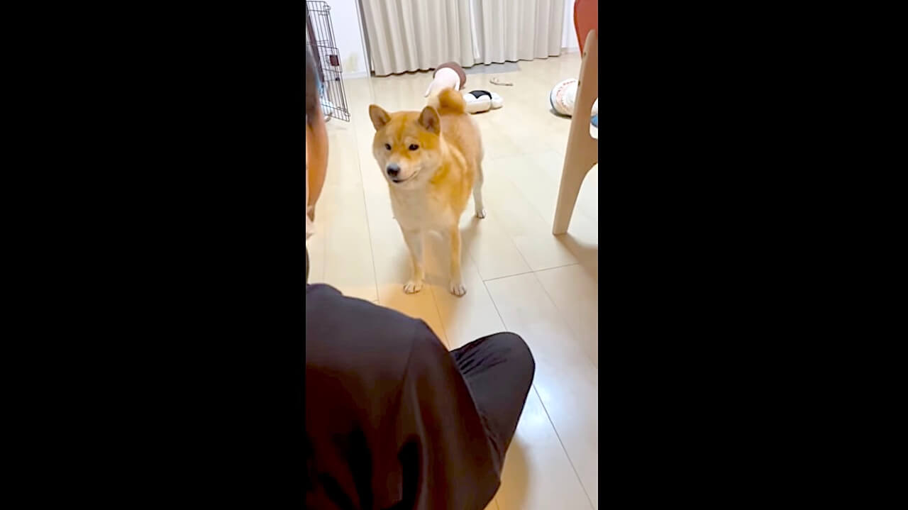 柴犬,YouTube