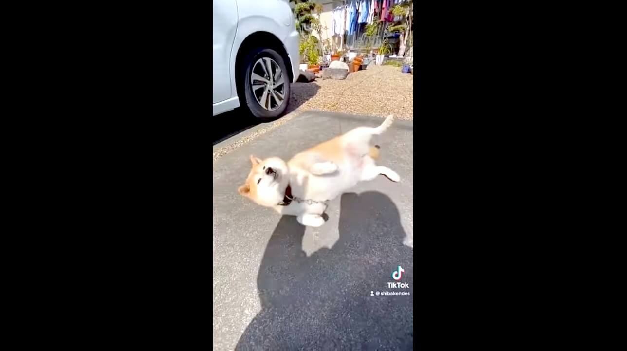 柴犬,YouTube
