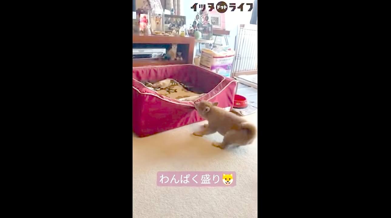 柴犬,動画,イッヌドットライフ