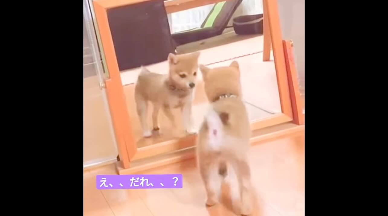 柴犬,動画,イッヌドットライフ
