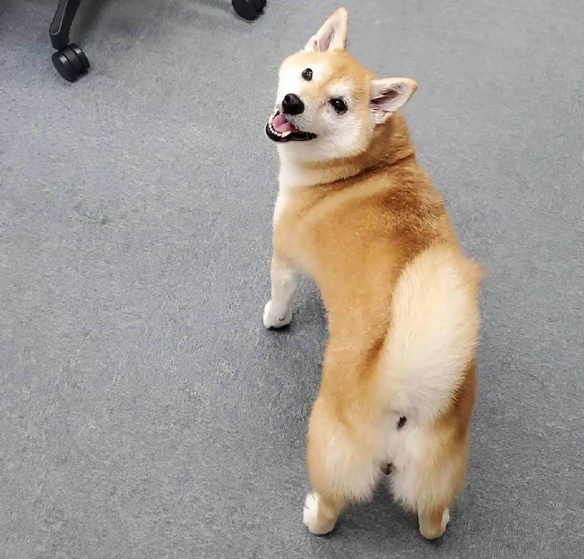 柴犬ライフ,アキナ,山名,おまめ