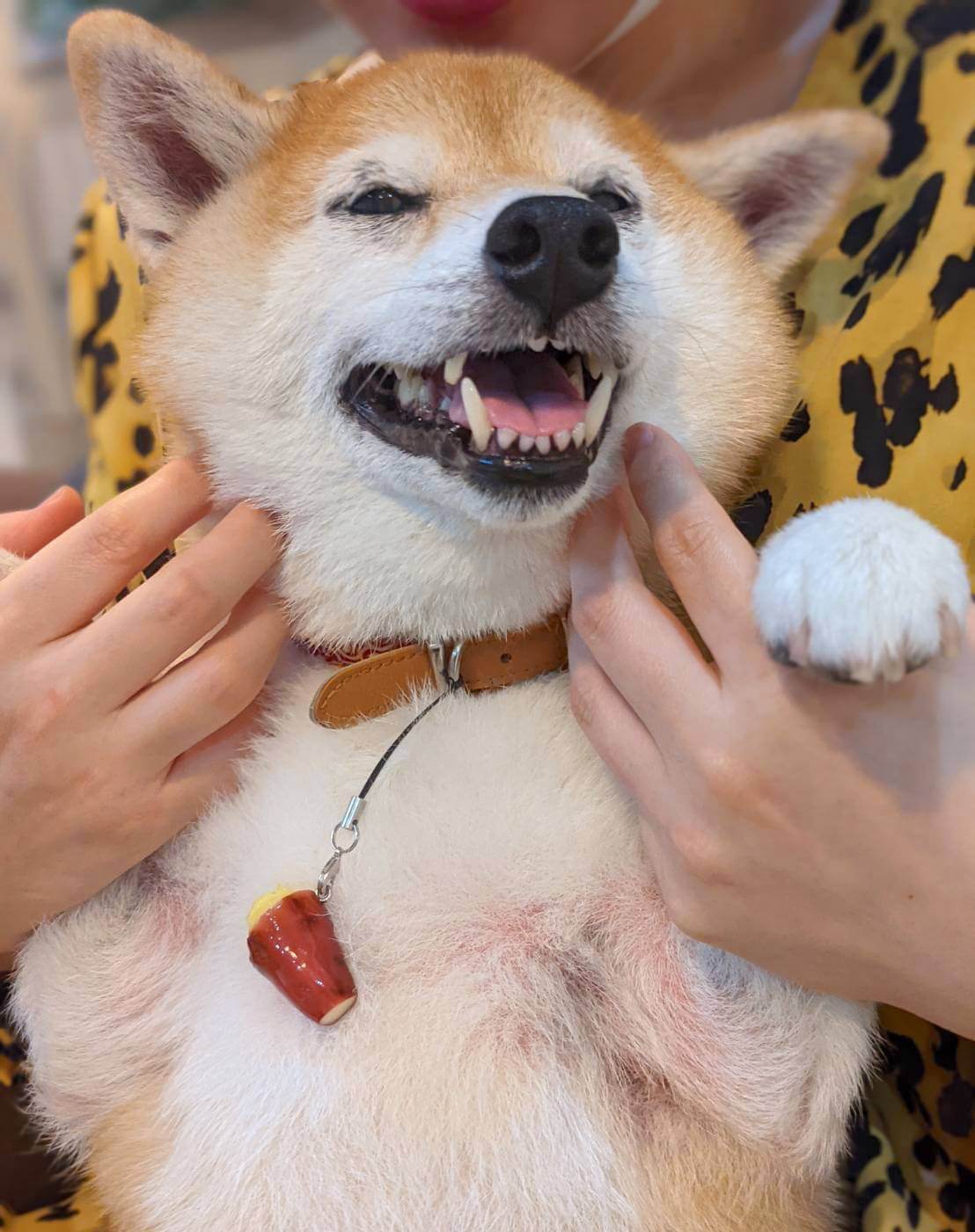 柴犬ライフ,アキナ,山名,おまめ