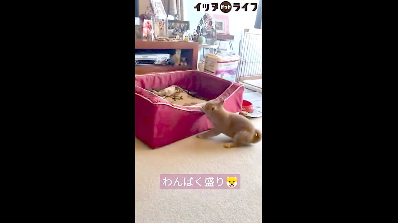 柴犬,動画,イッヌドットライフ