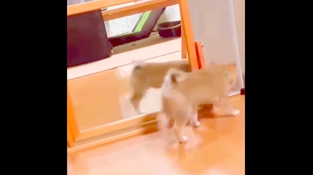 柴犬,動画,イッヌドットライフ