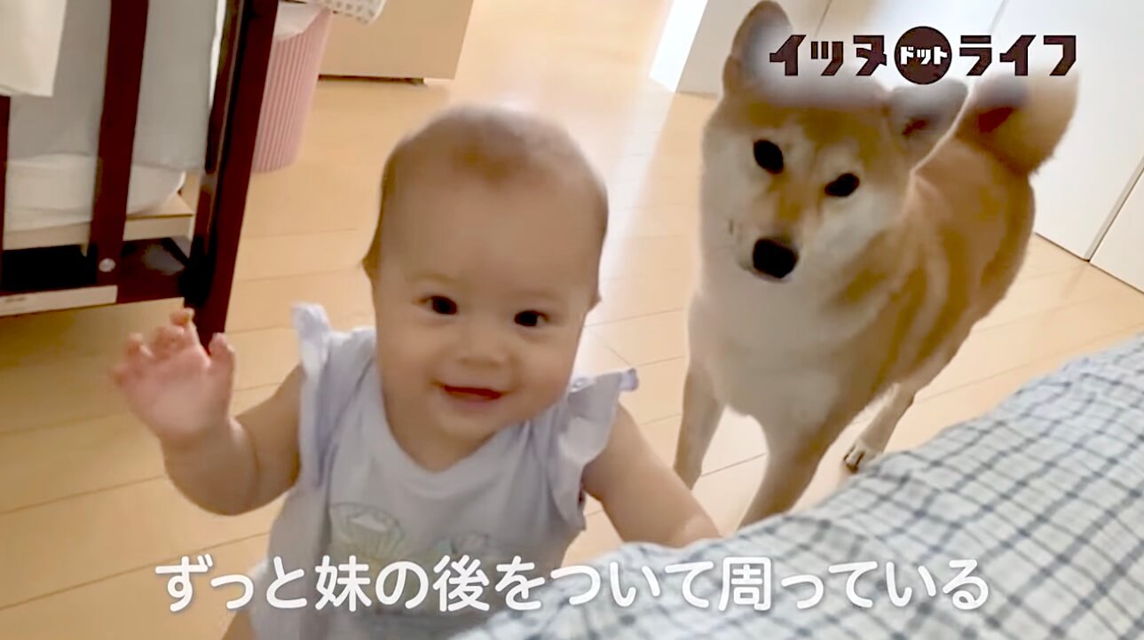 柴犬,動画,イッヌドットライフ
