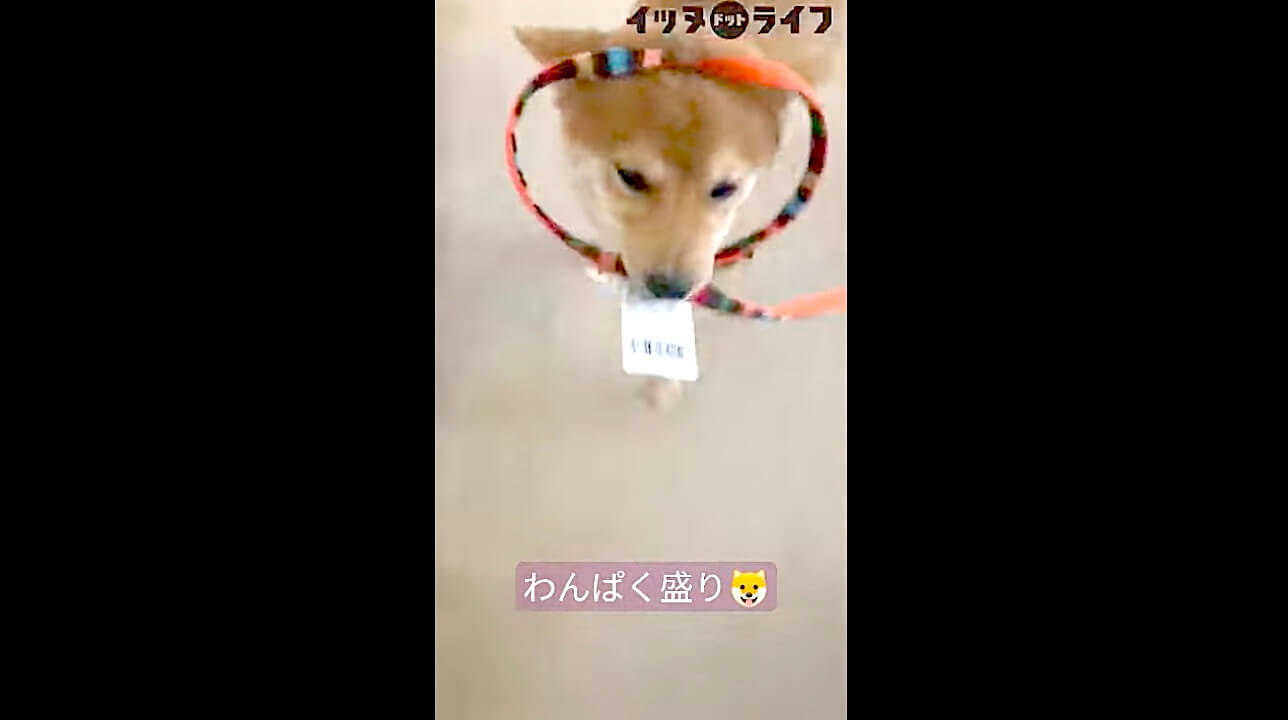 柴犬,動画,イッヌドットライフ
