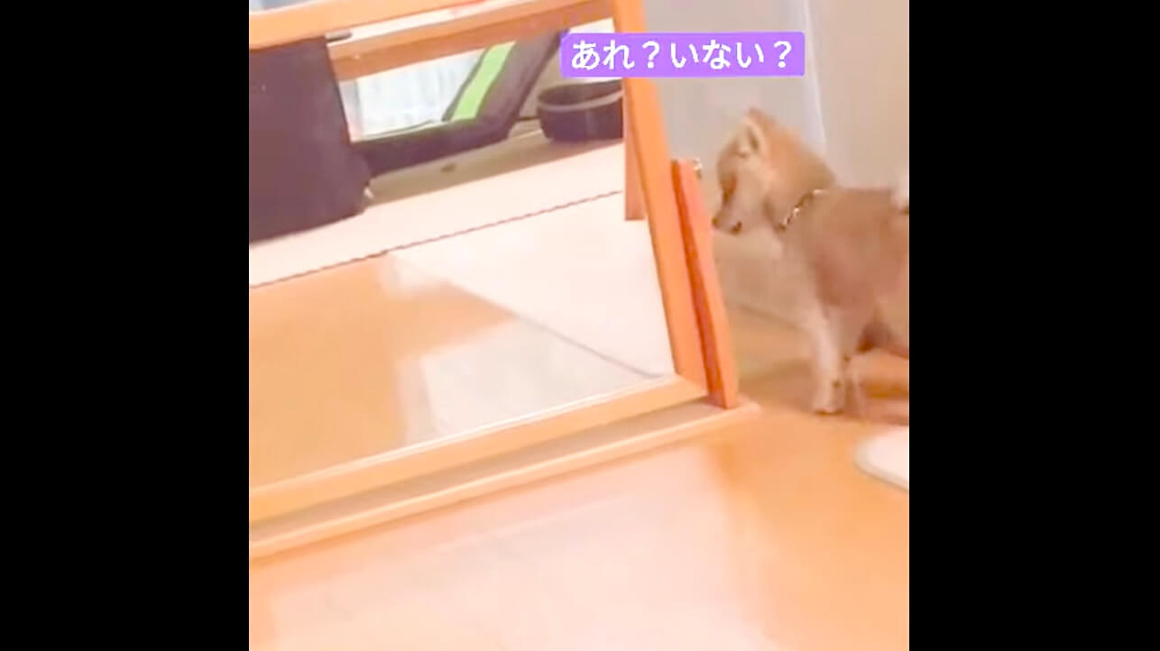 柴犬,動画,イッヌドットライフ