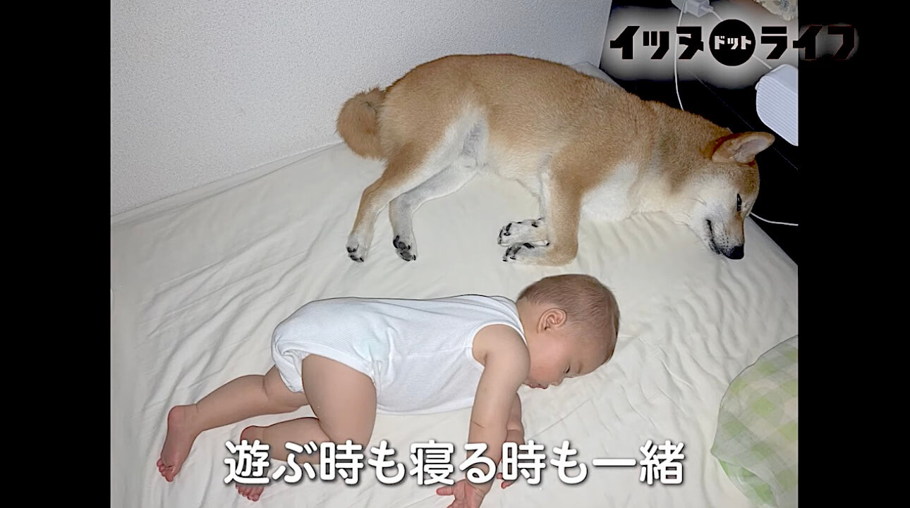 柴犬,動画,イッヌドットライフ