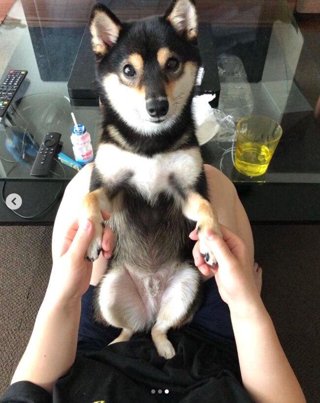 柴犬,Instagram