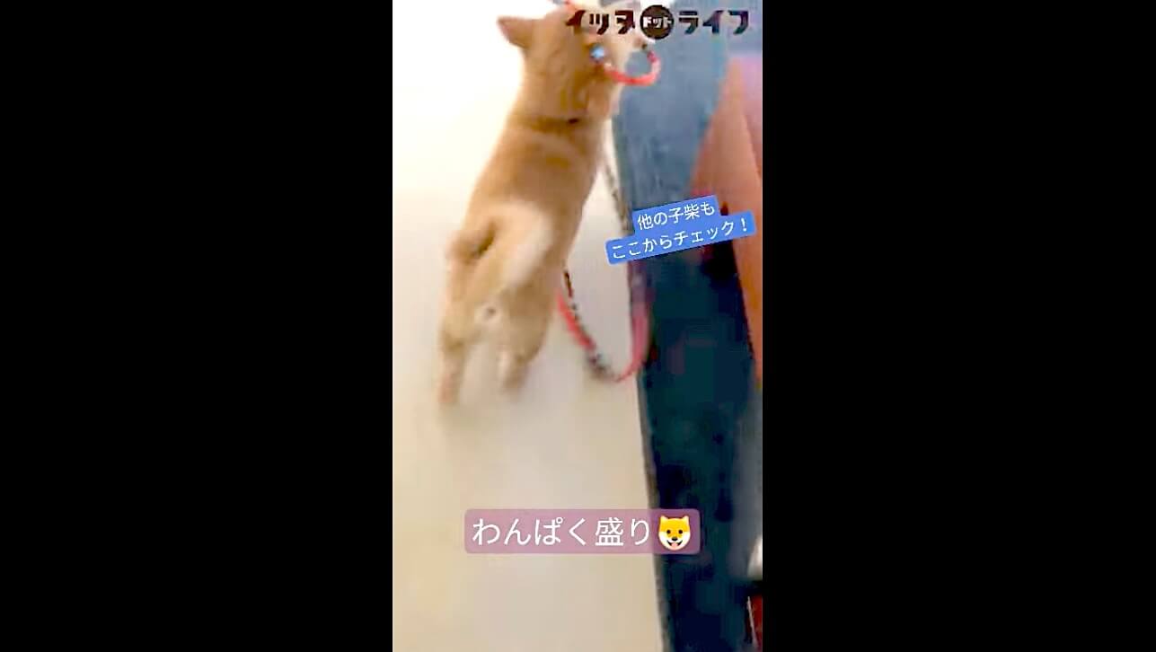柴犬,動画,イッヌドットライフ