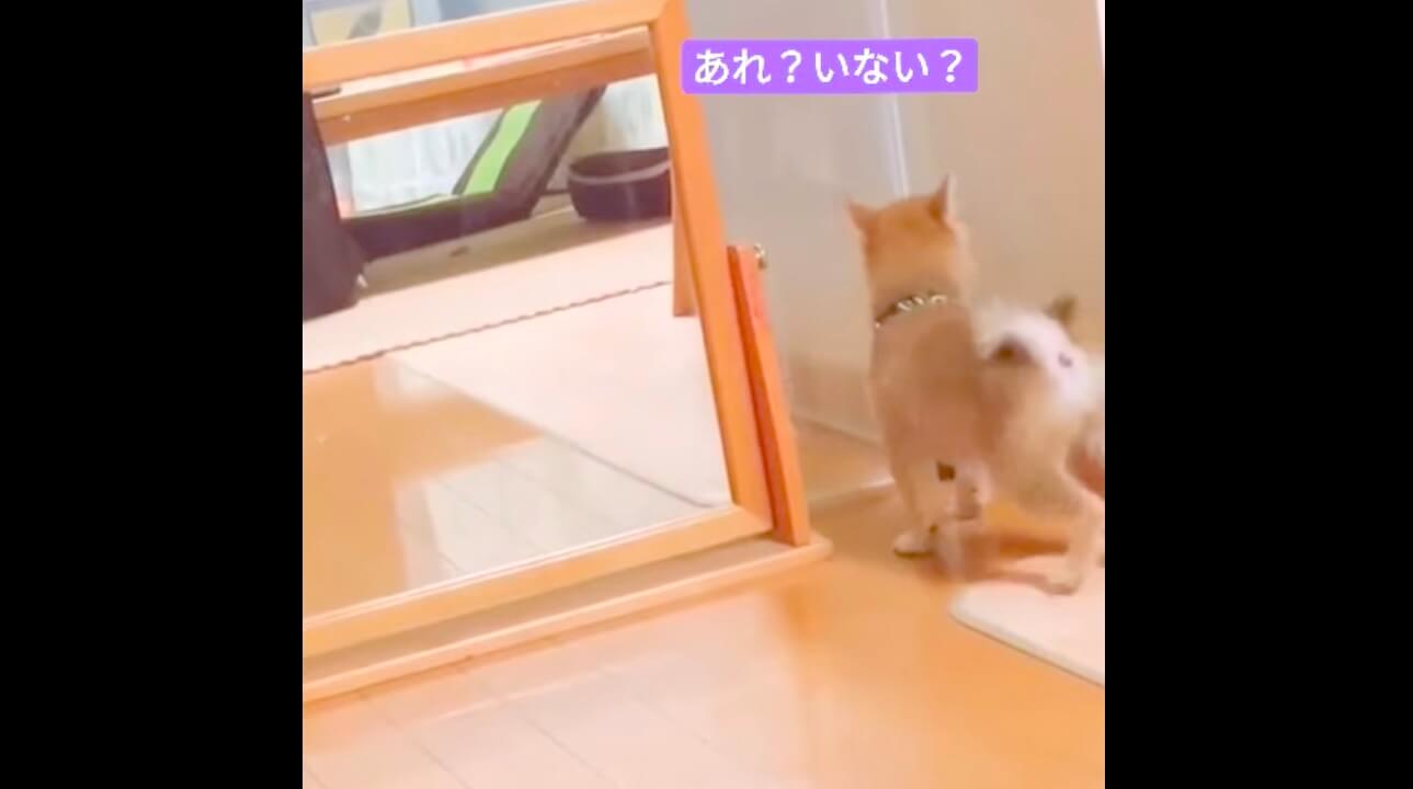 柴犬,動画,イッヌドットライフ