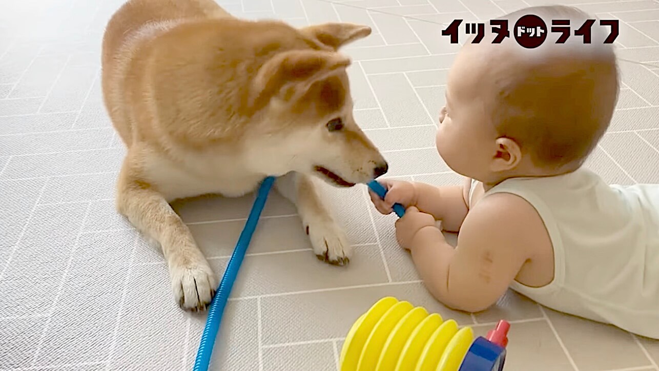 柴犬,動画,イッヌドットライフ
