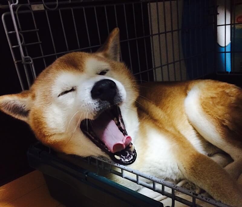 柴犬