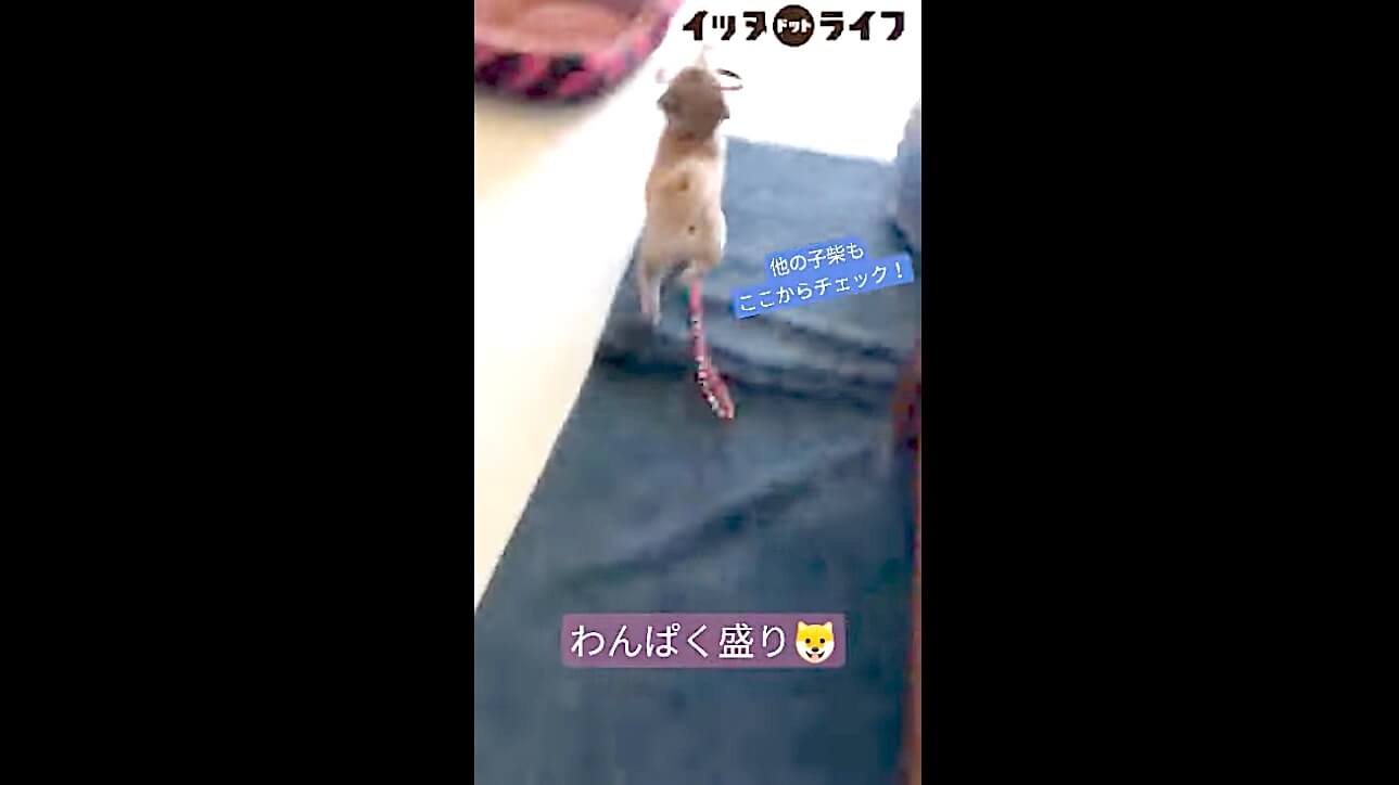 柴犬,動画,イッヌドットライフ