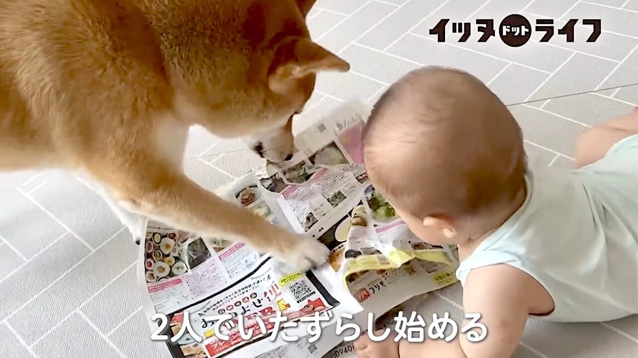 柴犬,動画,イッヌドットライフ