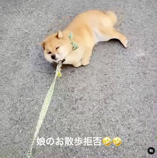 柴犬,Instagram