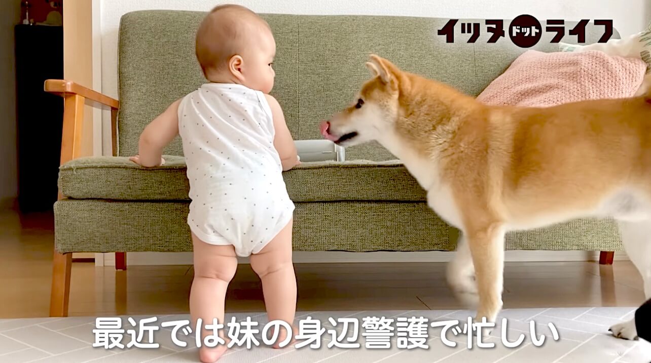 柴犬,動画,イッヌドットライフ