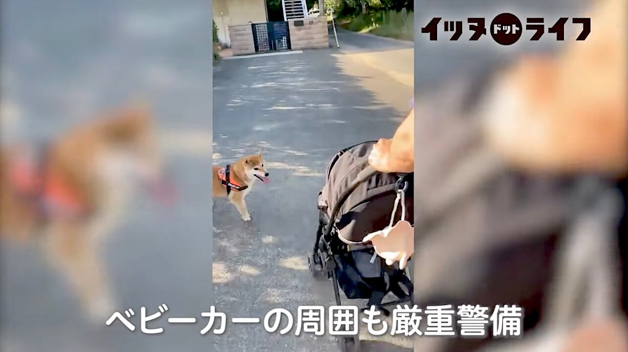 柴犬,動画,イッヌドットライフ