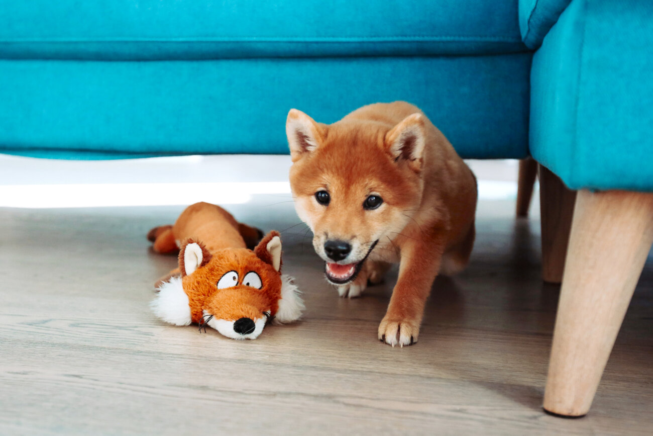 柴犬,サンスター,QAIS -air- 03