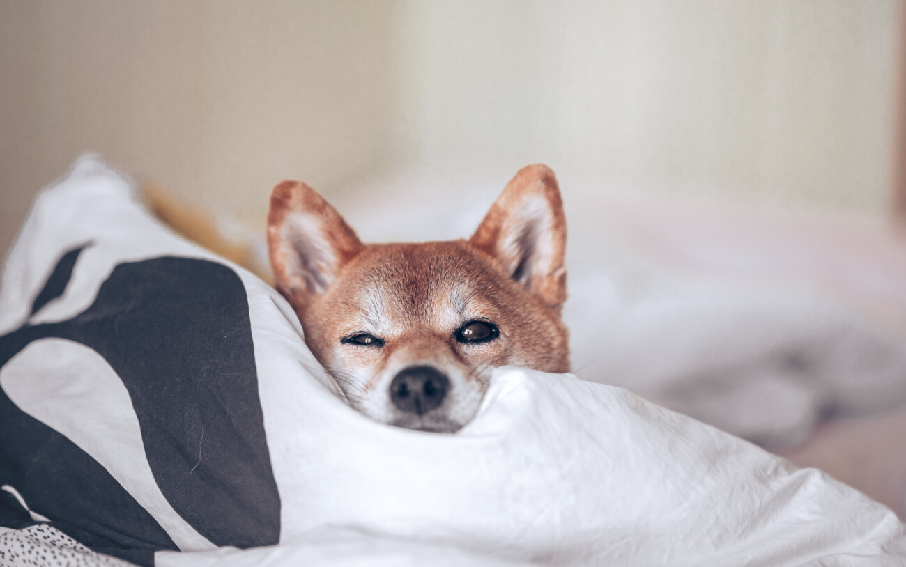 柴犬,サンスター,QAIS -air- 03