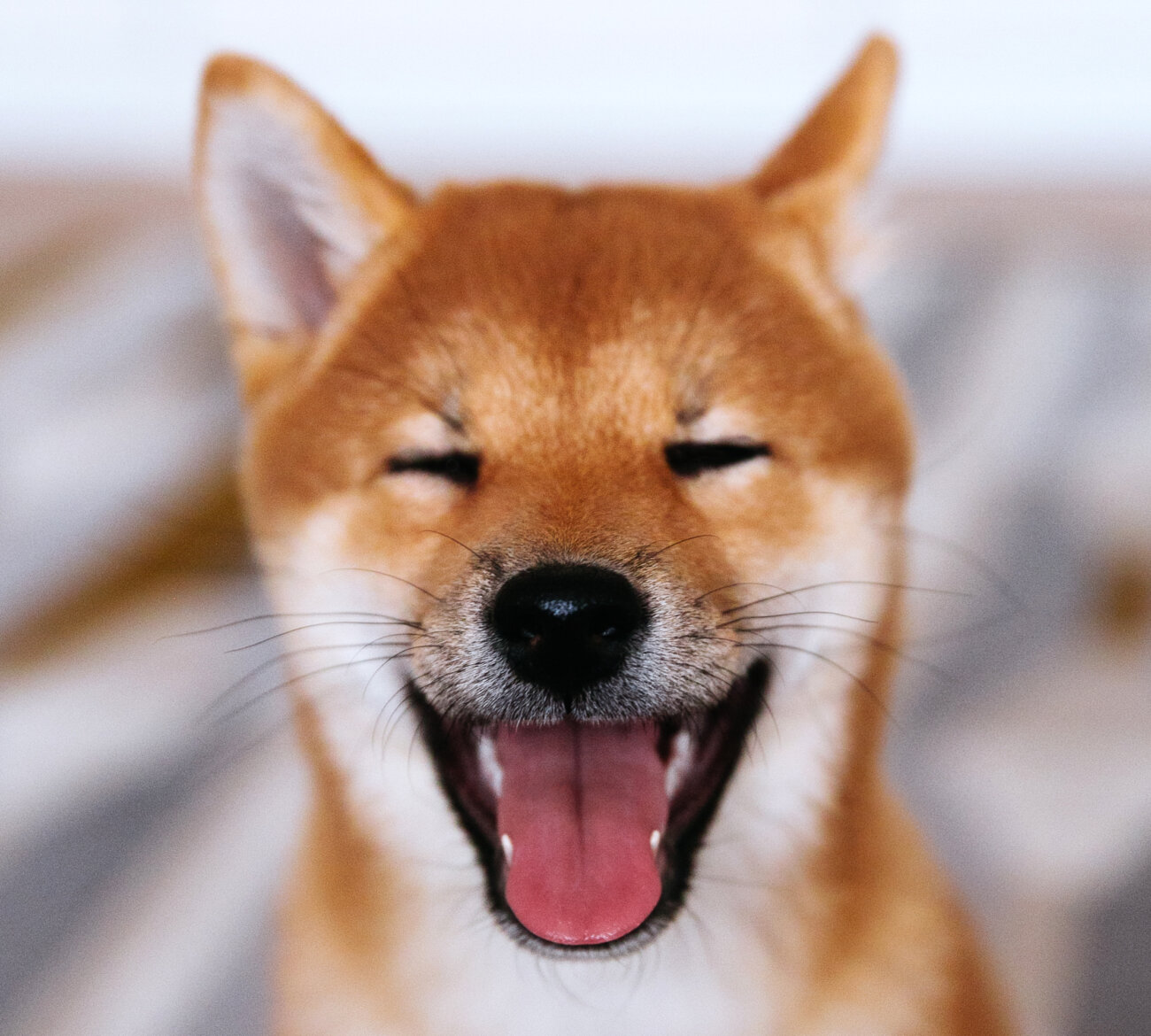 柴犬,サンスター,QAIS -air- 03