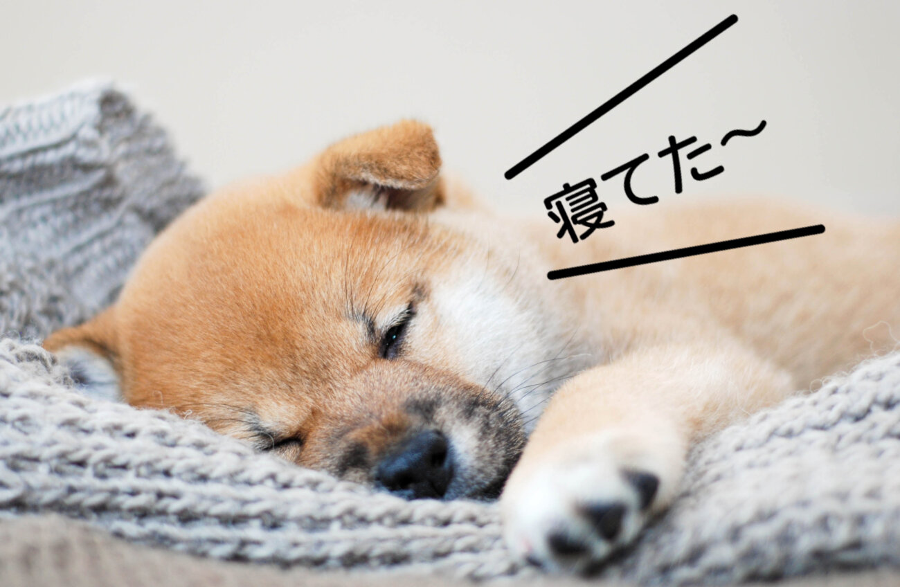 柴犬ライフ.waneco,ワネコ,LINE