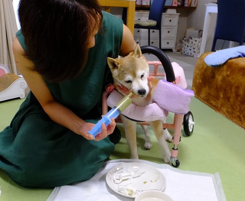 シリンジで食事をする柴犬