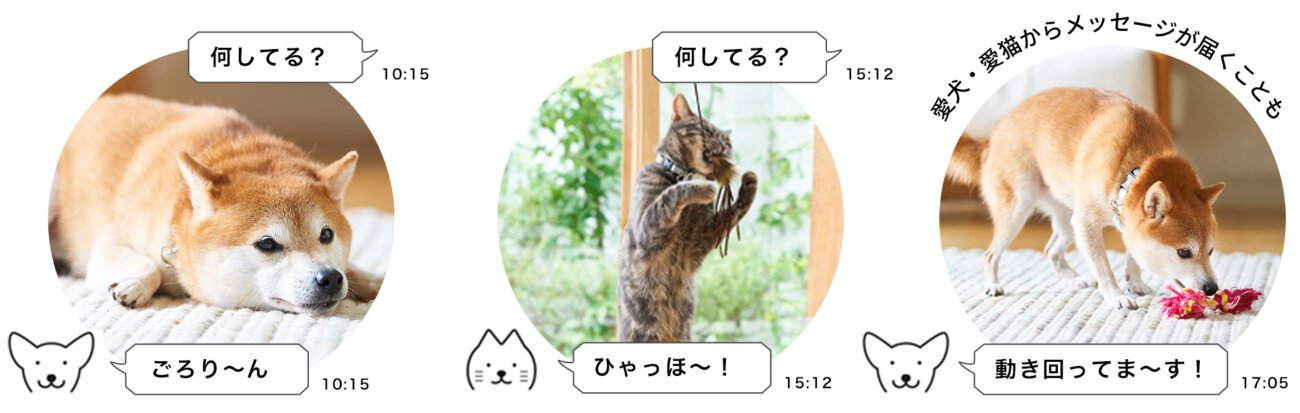 柴犬ライフ.waneco,ワネコ,LINE