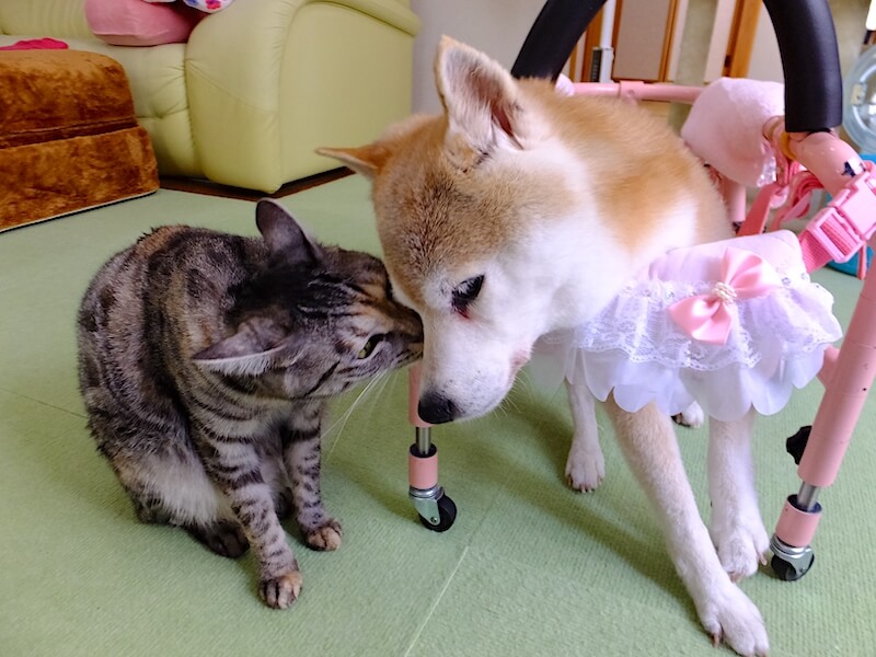 柴犬と猫